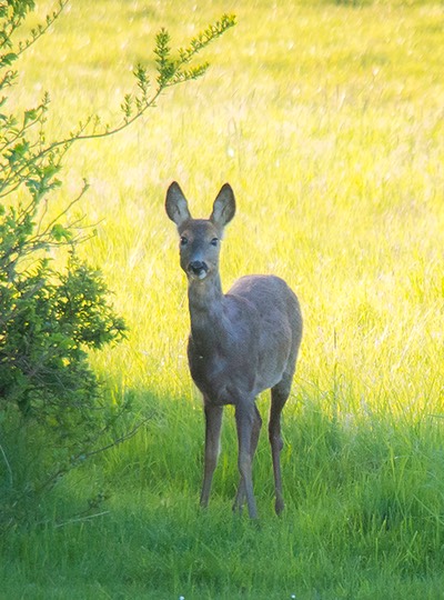 Bambi2