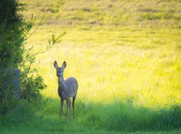 bambi