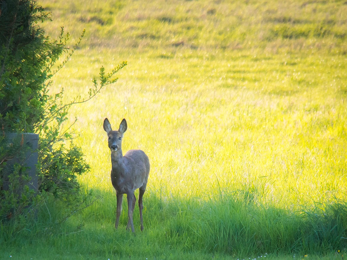 bambi